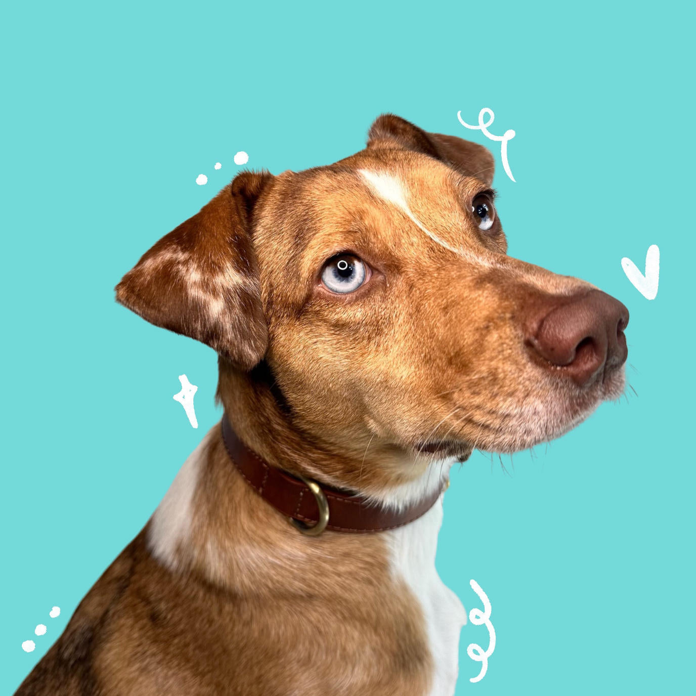 Dog Collar