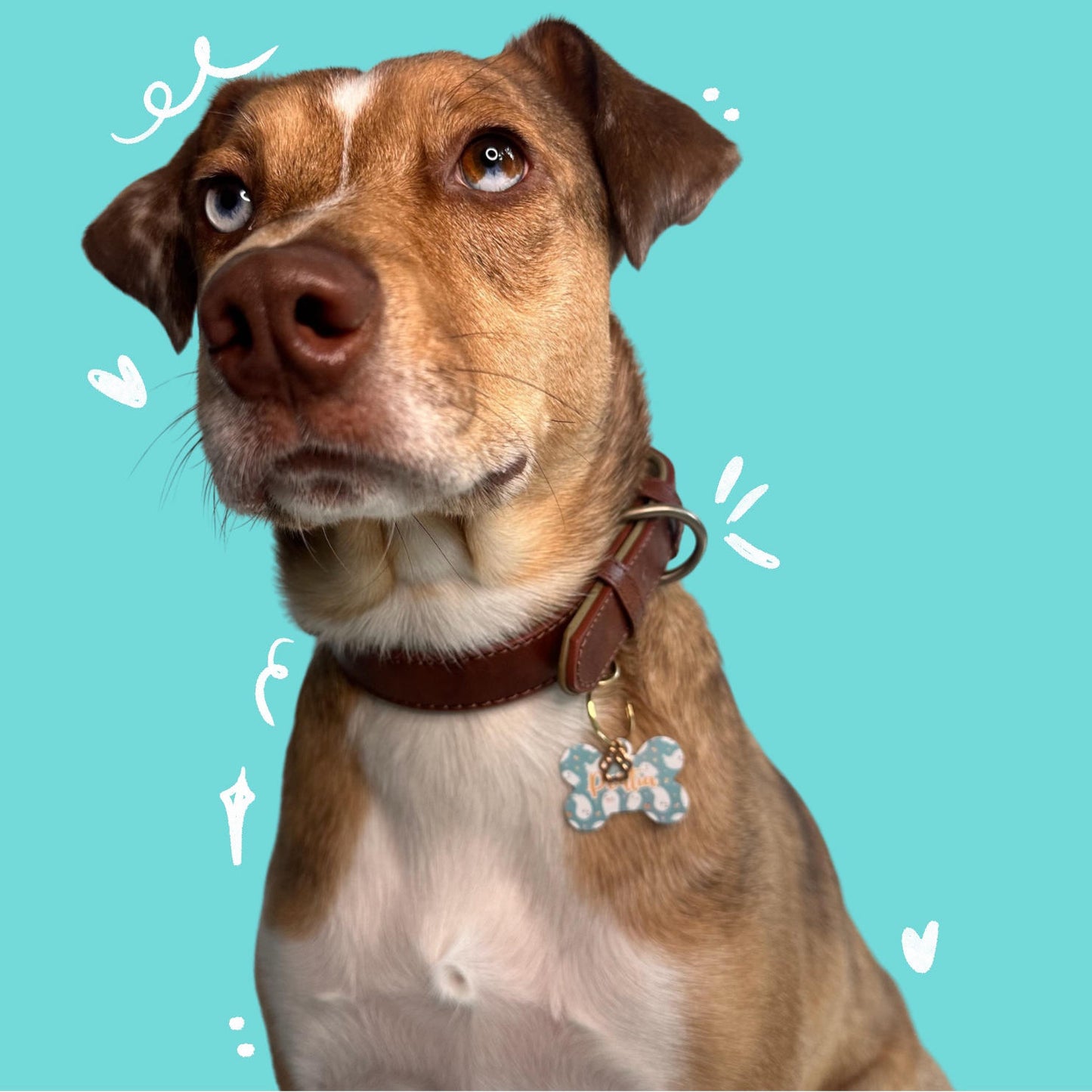 Dog Collar