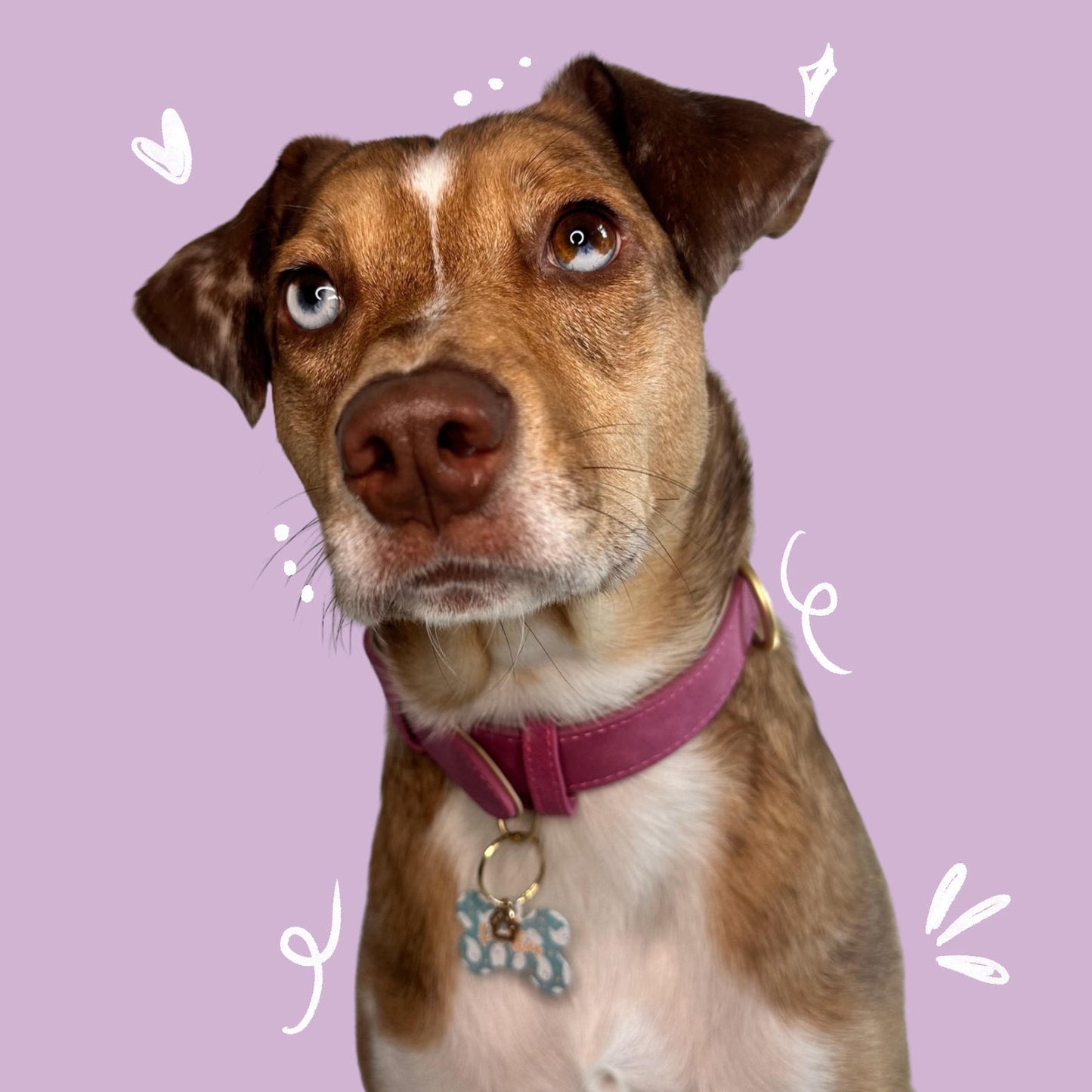 Dog Collar