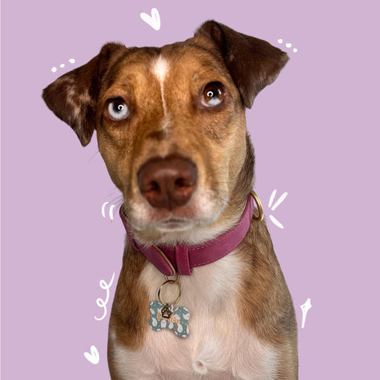 Dog Collar