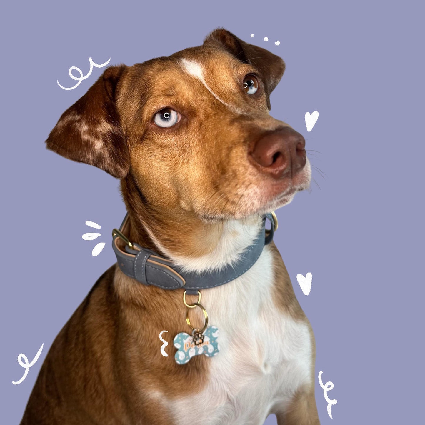 Dog Collar