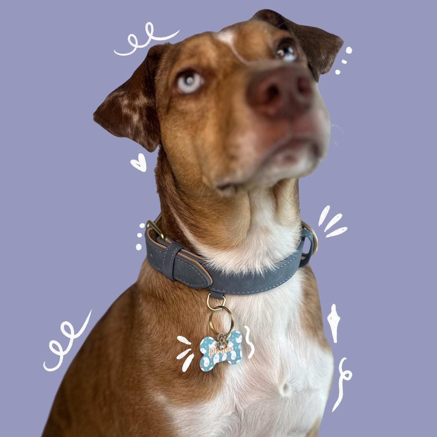 Dog Collar
