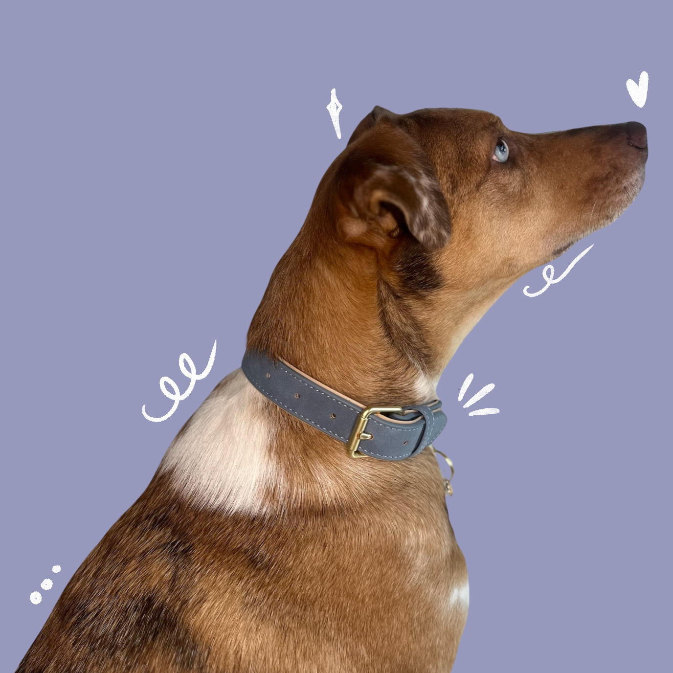 Dog Collar